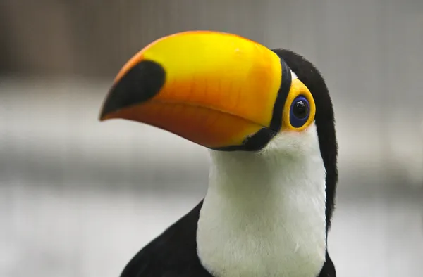 Wildlife